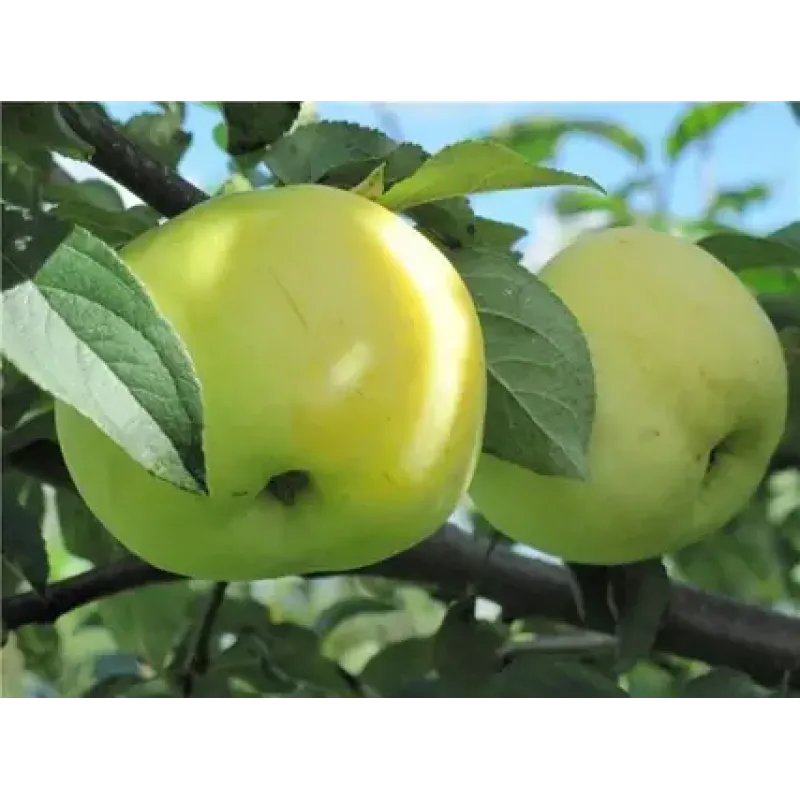 Саджанець яблуні «Кальвіль Сніговий» 