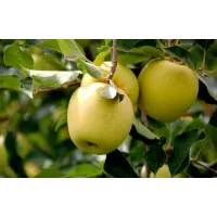 Саджанець яблуні Голден — зимовий сорт