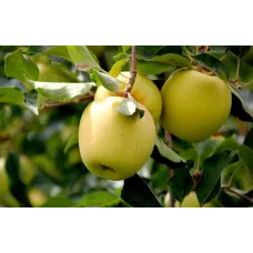 Саджанець яблуні Голден — зимовий сорт