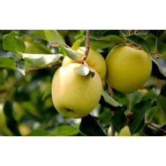 Саджанець яблуні Голден — зимовий сорт