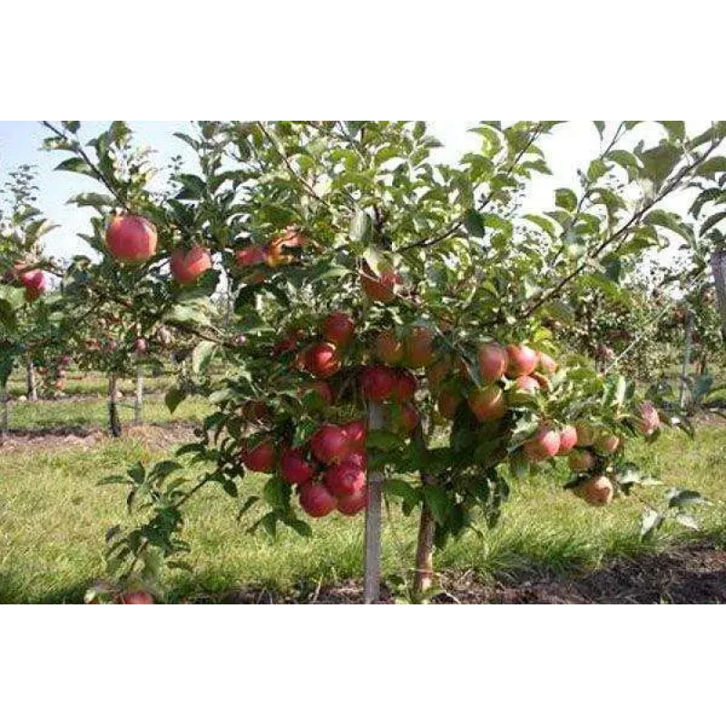 Саджанець яблуні Ліголь — зимовий сорт