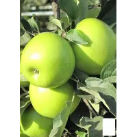 Саджанець яблуні Каштеля — зимовий сорт