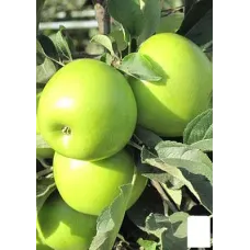 Саджанець яблуні Каштеля — зимовий сорт