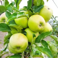 Саджанець яблуні Мутсу — зимовий сорт