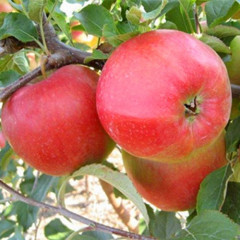 Саджанець яблуні Ліголь — зимовий сорт