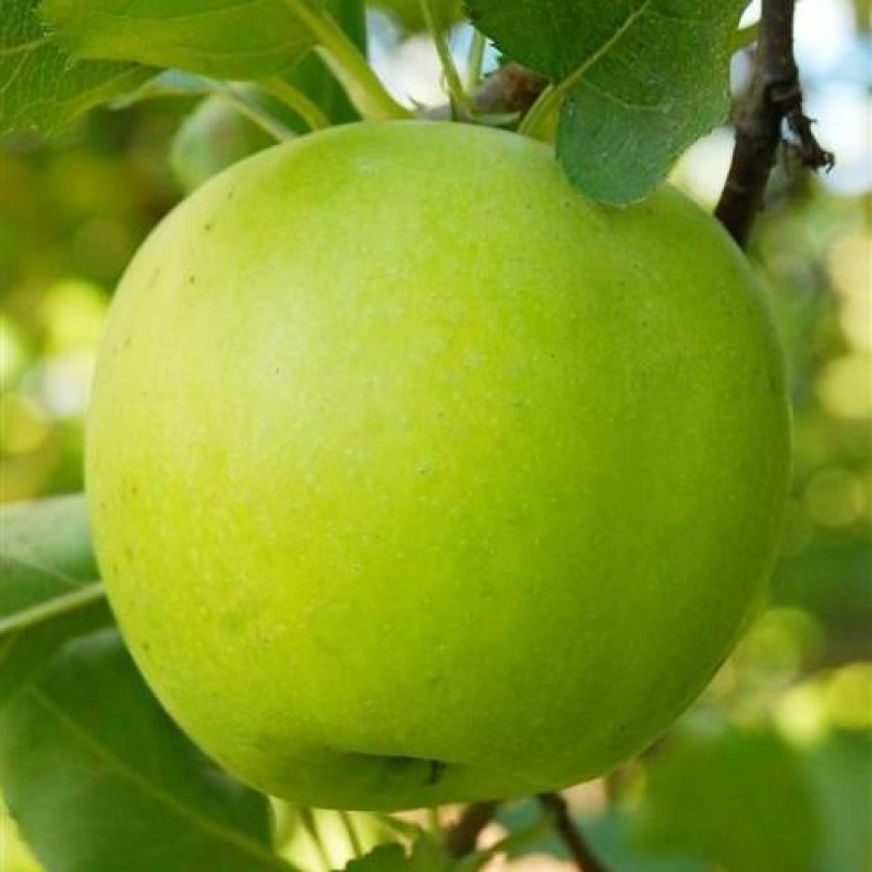 Саджанець яблуні Мутсу — зимовий сорт