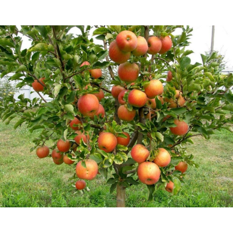 Саджанець яблуні Чемпіон — зимовий сорт