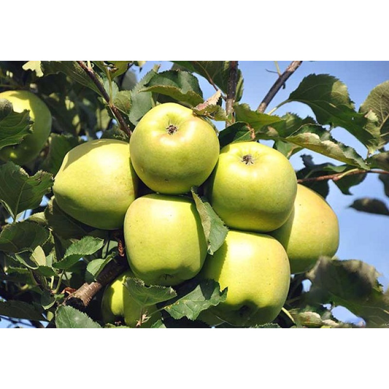 Саджанець яблуні Мутсу — зимовий сорт