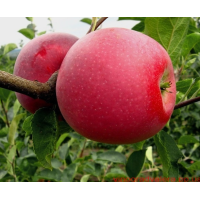 Саджанець яблуні Чемпіон — зимовий сорт