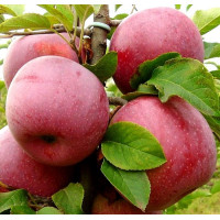 Саджанець яблуні Флоріна — зимовий сорт