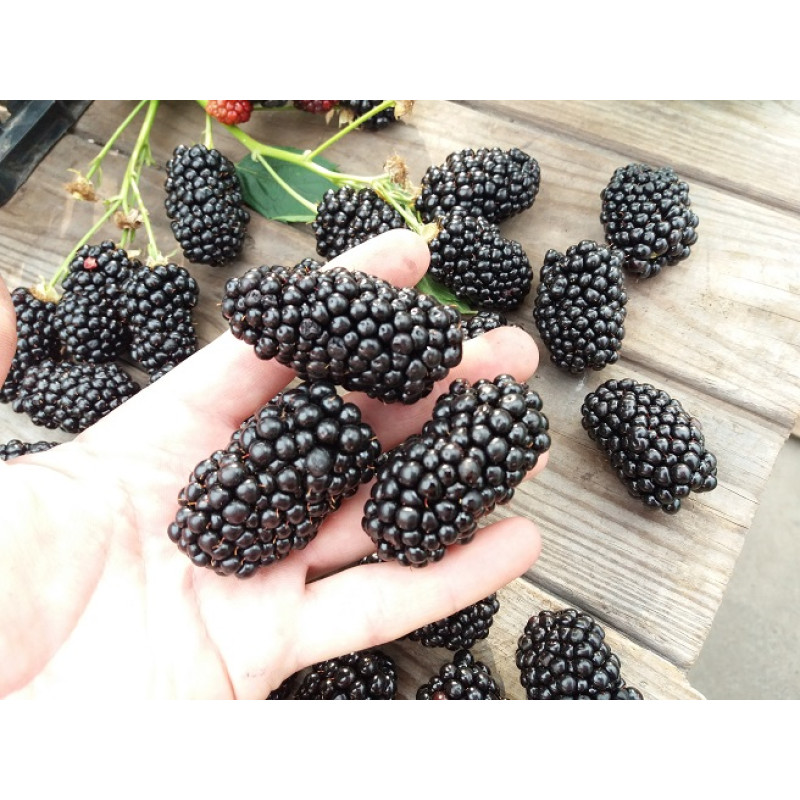 Саджанець ожини Натчез — великоплідна, безколюча