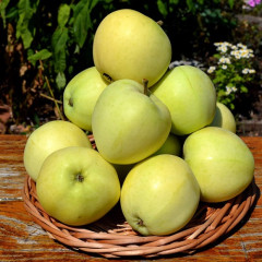 Саджанець яблуні Папирівка — ранній літній сорт