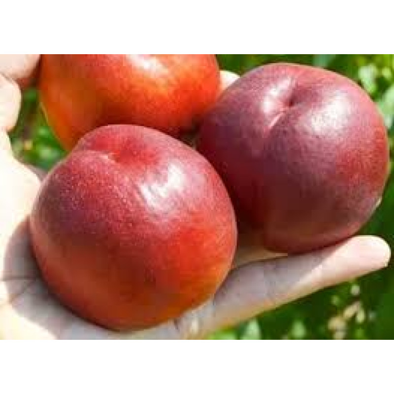 Саджанець нектарина Біг Топ — пізній, великоплідний, десертний сорт