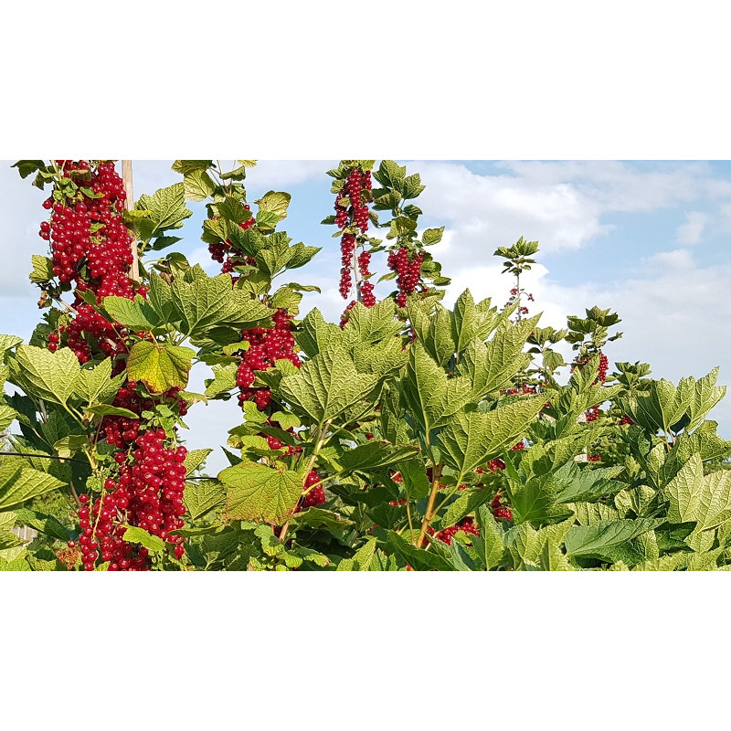 Саджанець порички сорту «Ровада» – пізньостиглий 1 саджанець