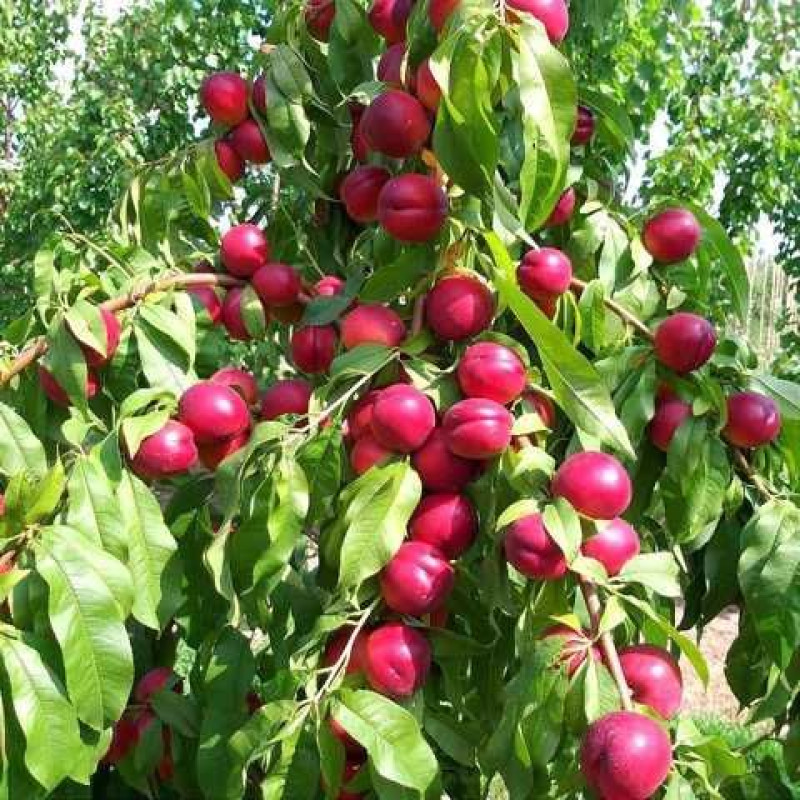 Саджанець нектарина Біг Топ — пізній, великоплідний, десертний сорт