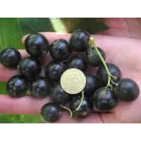 Саджанець смородини «Титанія» – середньоранній, 1 саджанець