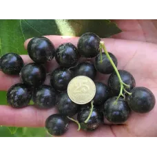 Саджанець смородини «Титанія» – середньоранній, 1 саджанець