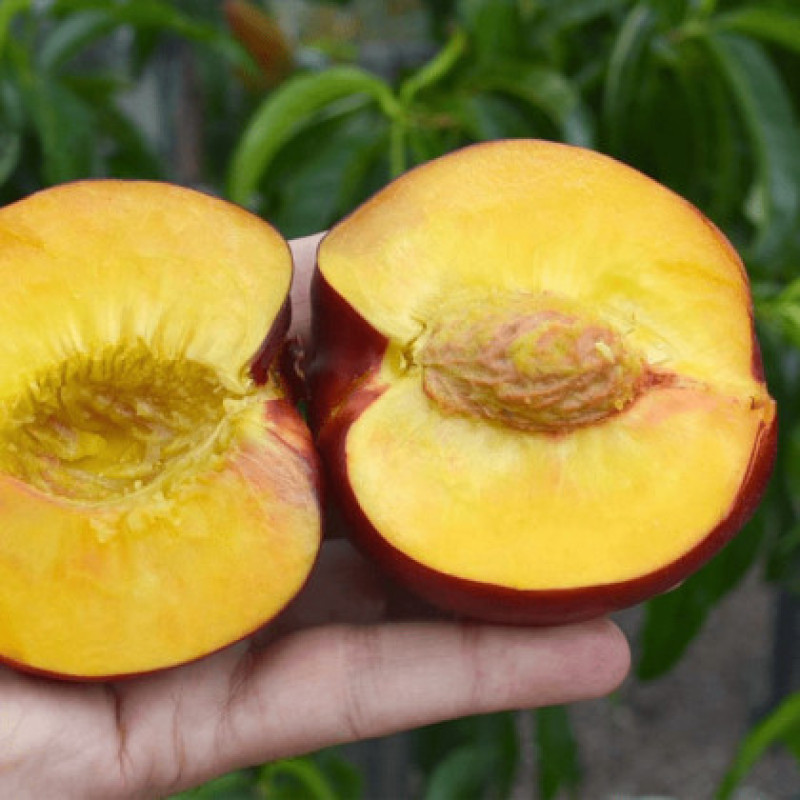 Саджанець нектарина Біг Топ — пізній, великоплідний, десертний сорт