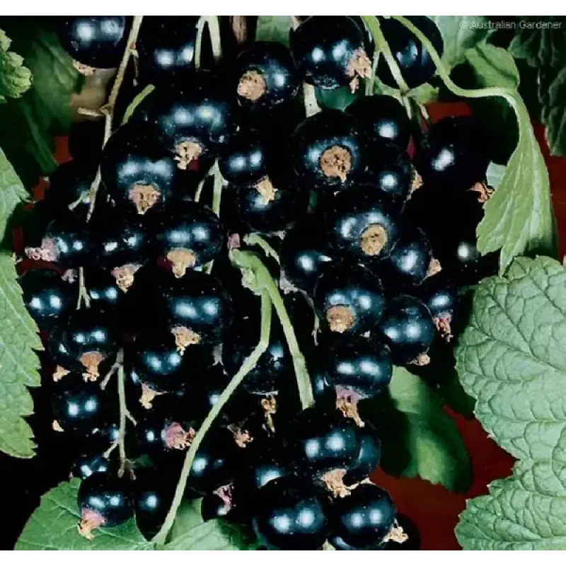 Саджанець смородини «Титанія» – середньоранній, 1 саджанець