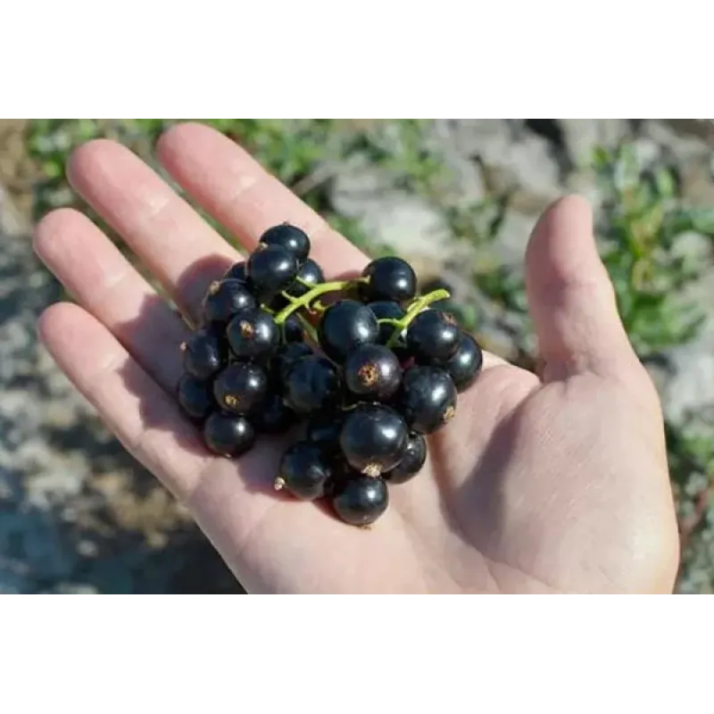 Саджанець смородини «Титанія» – середньоранній, 1 саджанець