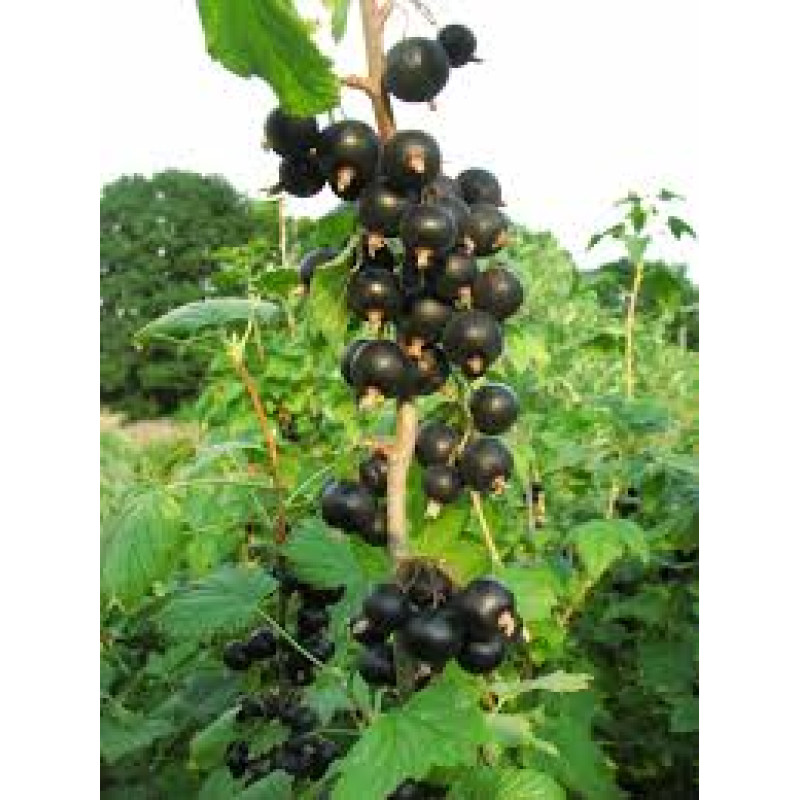 Саджанець смородини «Титанія» – середньоранній, 1 саджанець