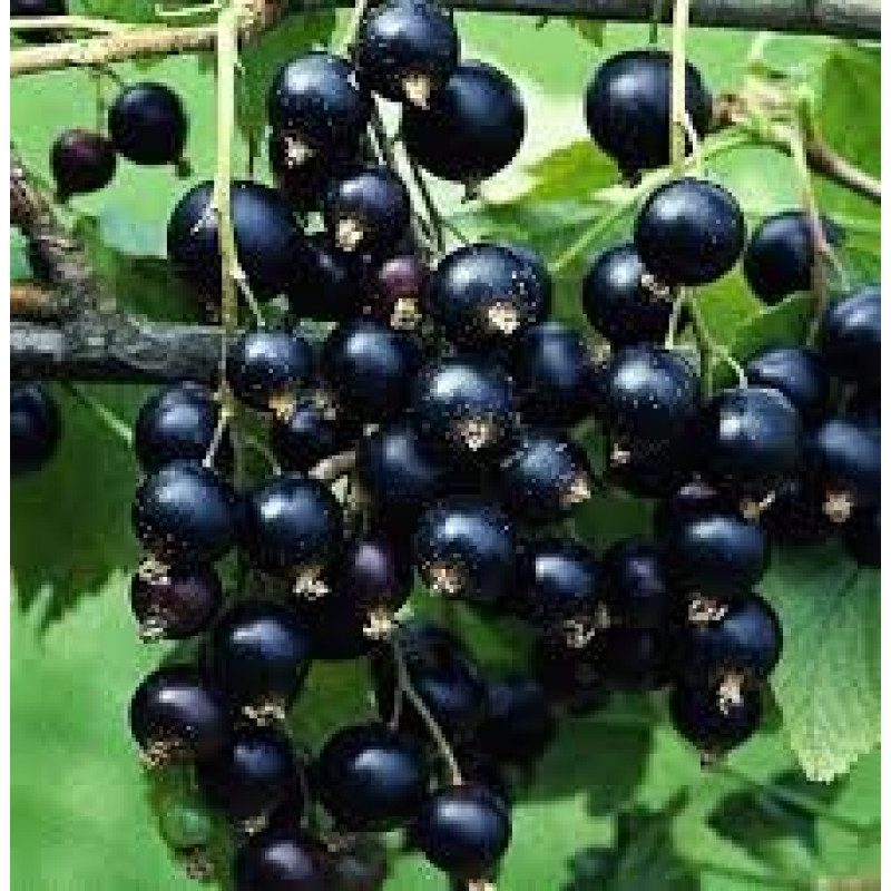 Саджанець смородини «Титанія» – середньоранній, 1 саджанець