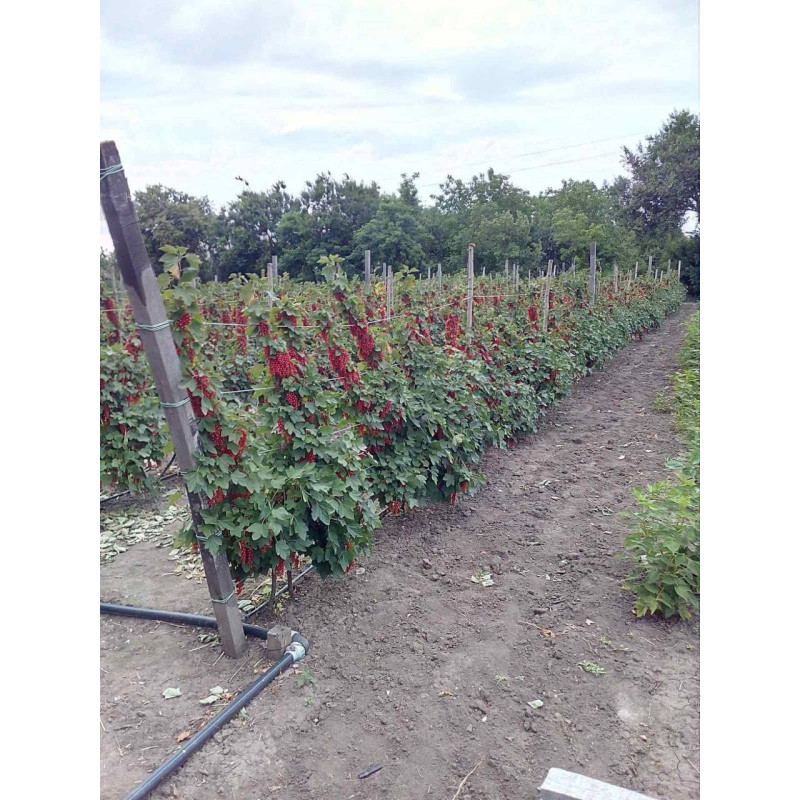 Саджанець порички сорту «Ровада» – пізньостиглий 1 саджанець