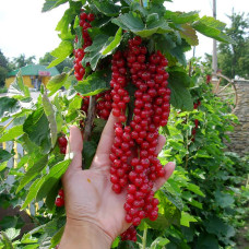 Саджанець порички сорту «Ровада» – пізньостиглий 1 саджанець