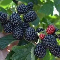 Саджанець ожини Полар — зимостійкий безколючий сорт