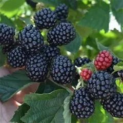 Саджанець ожини Полар — зимостійкий безколючий сорт