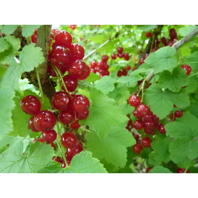 Саджанець порички сорту «Йонкер Ван Тетс» – ранньостиглий 1 саджанець