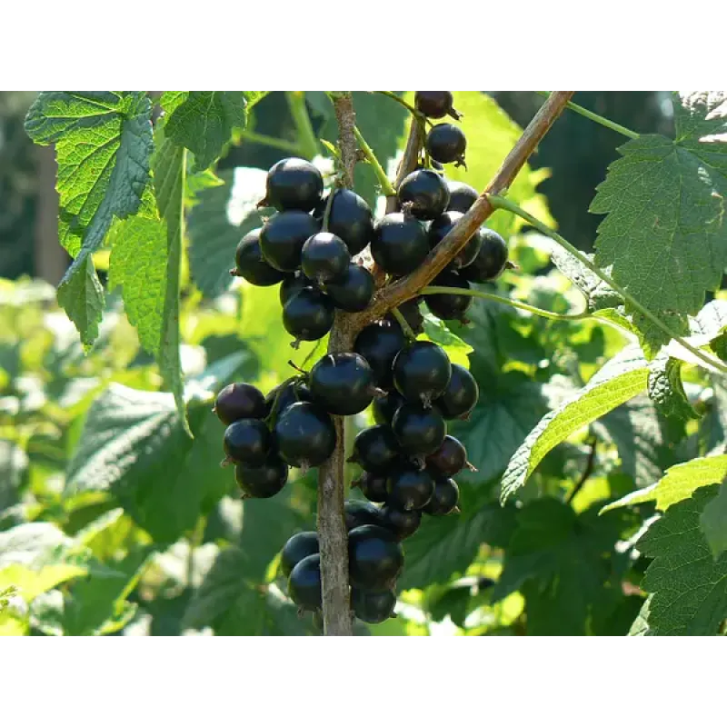 Саджанець смородини «Краса Львова» – середньоранній 1 саджанець