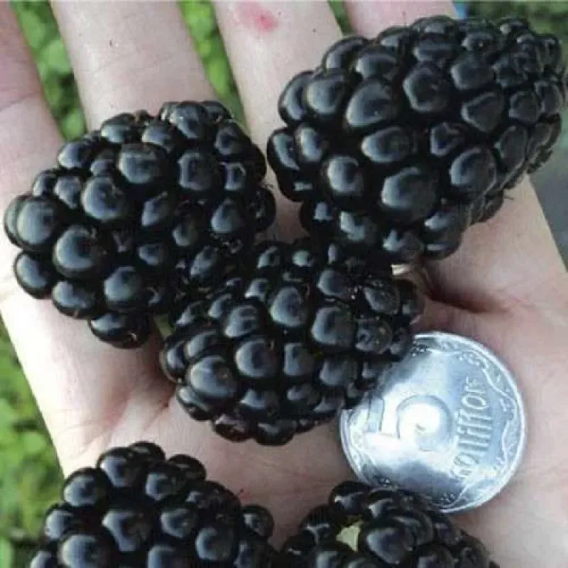 Саджанець ожини Полар — зимостійкий безколючий сорт