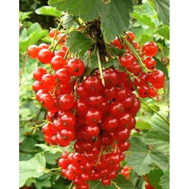 Саджанець порички сорту «Йонкер Ван Тетс» – ранньостиглий 1 саджанець