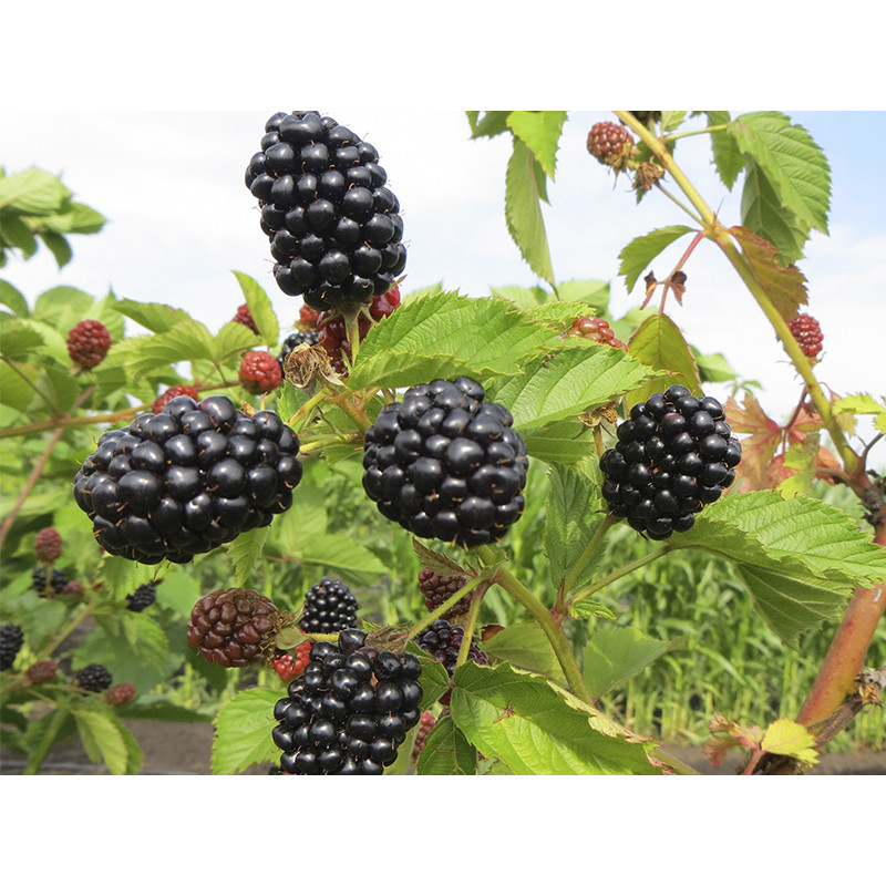 Саджанець ожини Полар — зимостійкий безколючий сорт