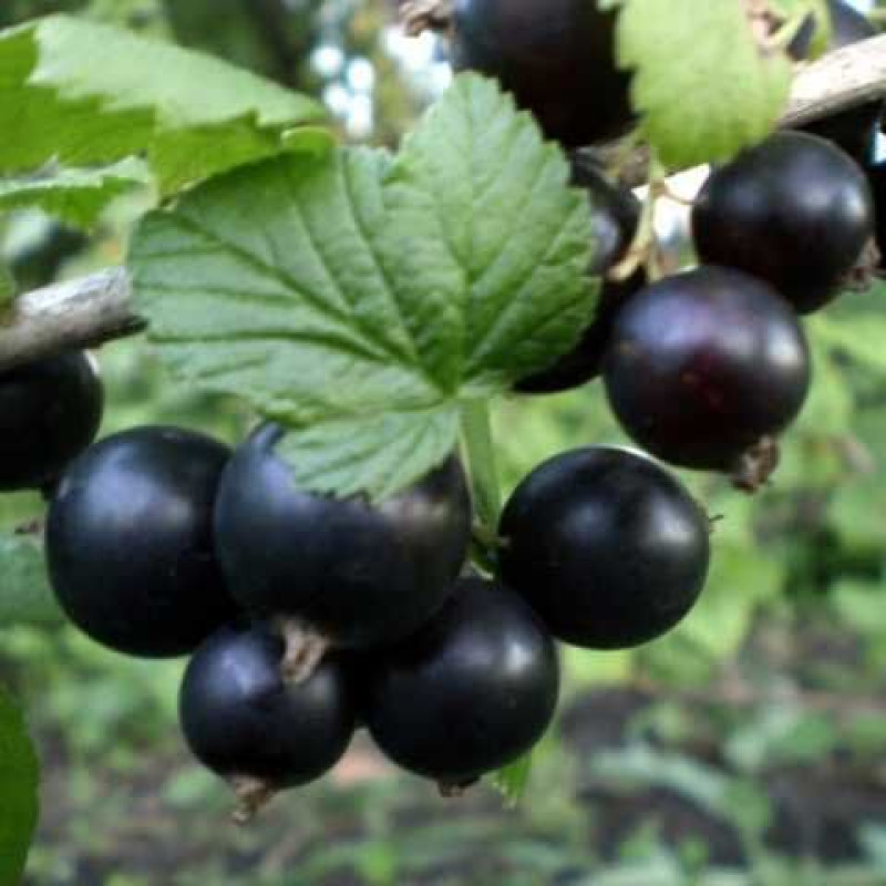 Саджанець смородини «Краса Львова» – середньоранній 1 саджанець