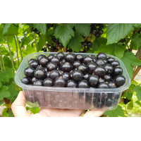 Саджанець смородини «Краса Львова» – середньоранній 1 саджанець