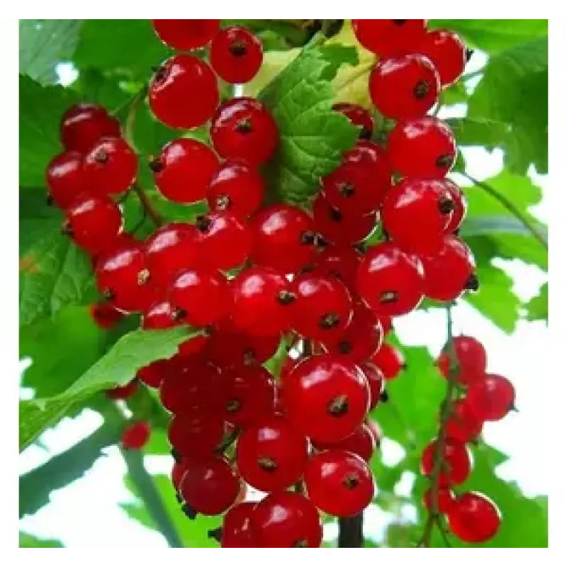 Саджанець порички сорту «Йонкер Ван Тетс» – ранньостиглий 1 саджанець