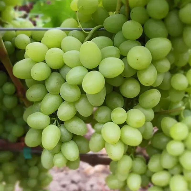 Саджанець винограду «Аркадія» – ранній сорт 