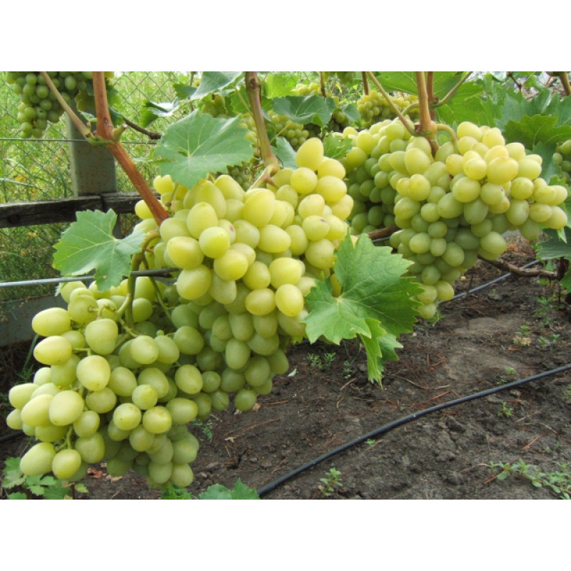 Саджанець винограду «Аркадія» – ранній сорт 