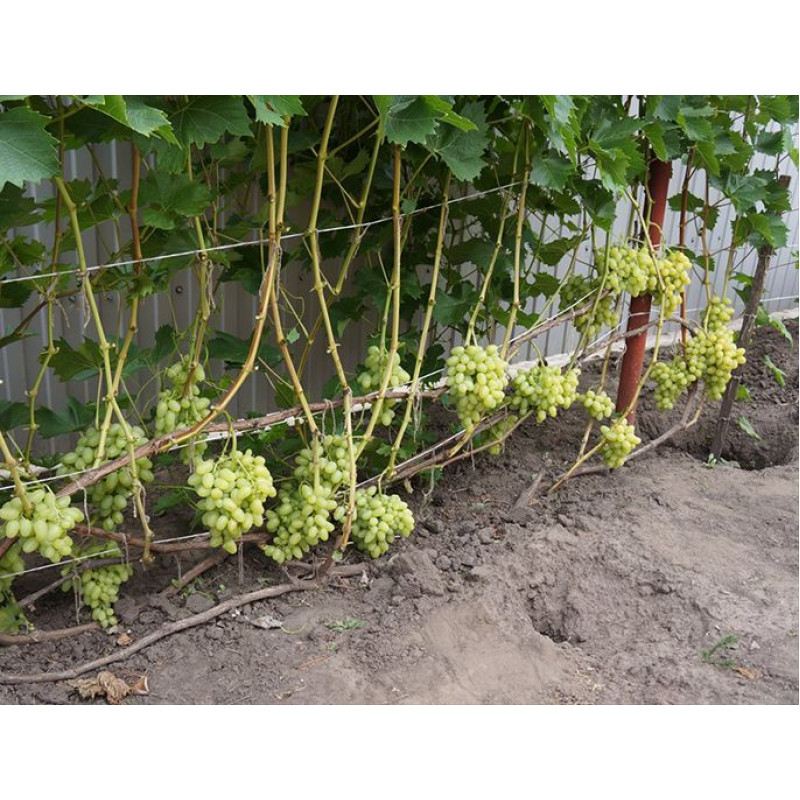 Саджанець винограду «Аркадія» – ранній сорт 