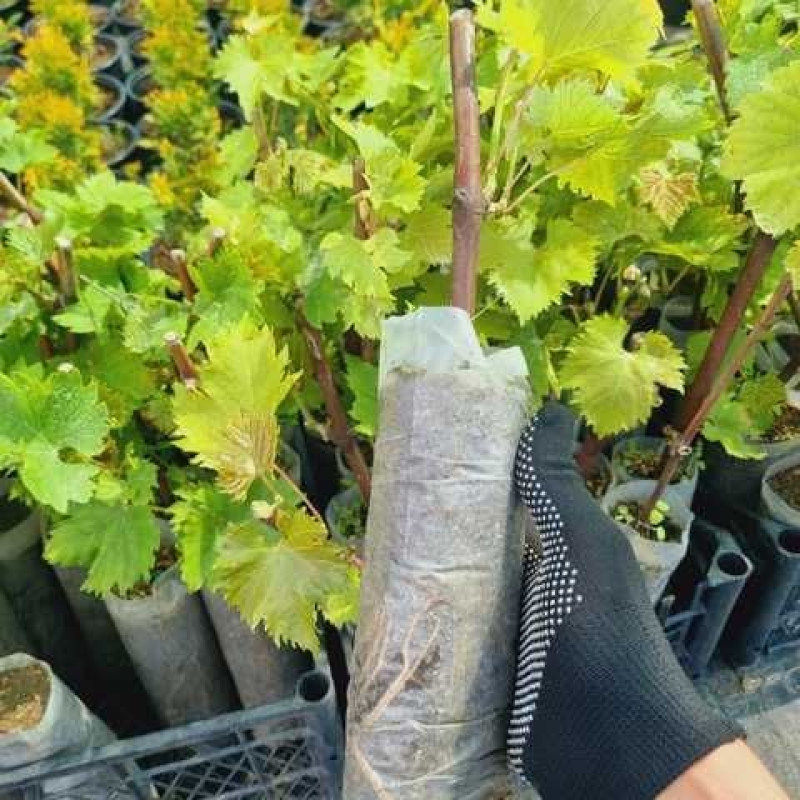 Саджанець винограду «Аркадія» – ранній сорт 