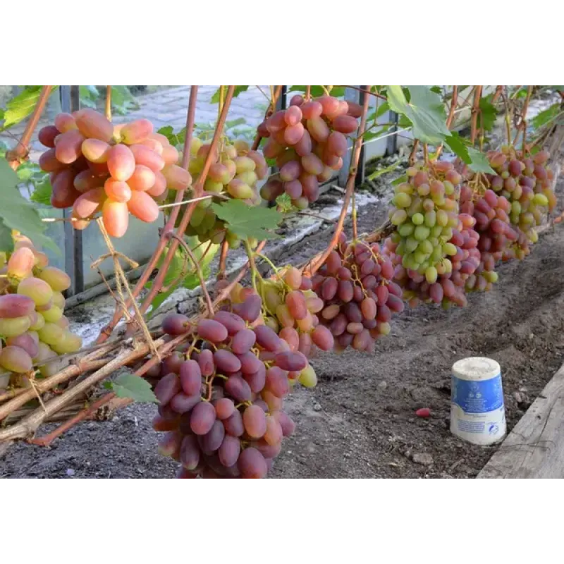 Саджанець винограду «Преображення» – середньо-пізній сорт