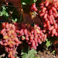 Саджанець винограду «Преображення» – середньо-пізній сорт