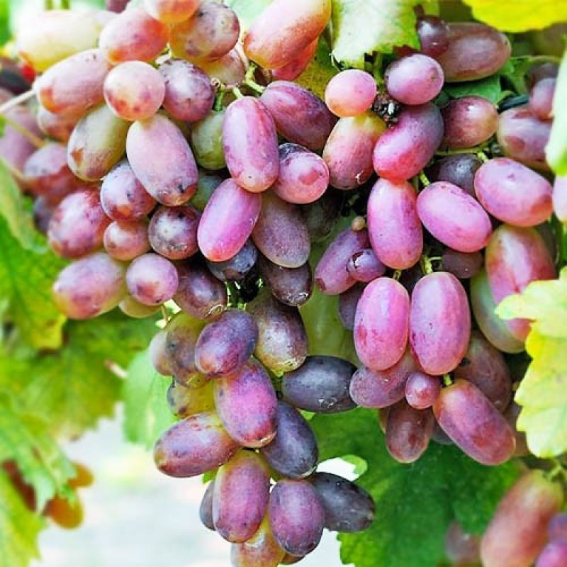 Саджанець винограду «Преображення» – середньо-пізній сорт