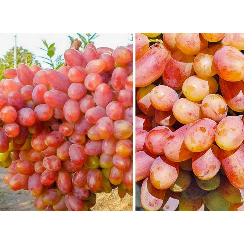 Саджанець винограду «Преображення» – середньо-пізній сорт