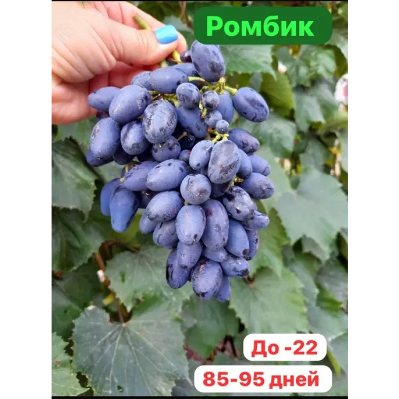 Саджанець винограду «Ромбік» – ранньо-середній сорт