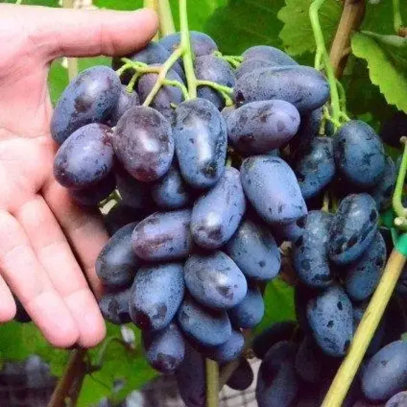 Саджанець винограду «Ромбік» – ранньо-середній сорт