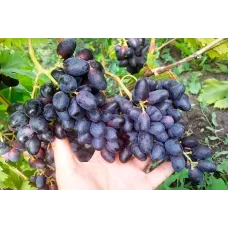 Саджанець винограду «Ромбік» – ранньо-середній сорт