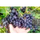 Саджанець винограду «Ромбік» – ранньо-середній сорт